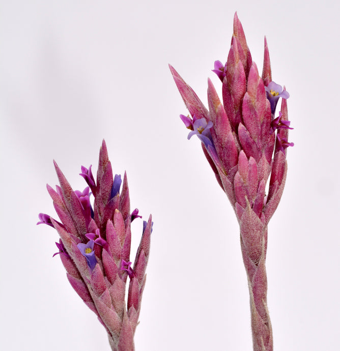 Tillandsia tectorum Plant profile No.9