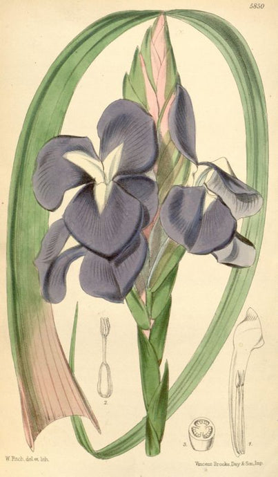 Botanical Bromeliad Art