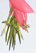 Load image into Gallery viewer, Billbergia x windii