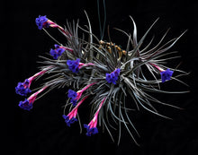 Load image into Gallery viewer, Tillandsia aeranthos Purple leaf