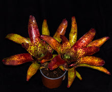 Load image into Gallery viewer, Neoregelia 'Tequila'