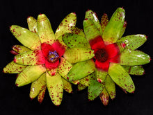 Load image into Gallery viewer, Neoregelia 'Big O'