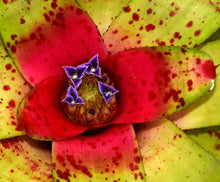 Load image into Gallery viewer, Neoregelia 'Big O'