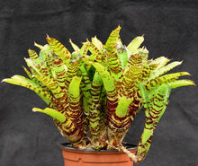 Load image into Gallery viewer, Neoregelia 'Blushing Tiger' x punctatissima