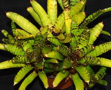 Load image into Gallery viewer, Neoregelia 'Blushing Tiger' x punctatissima