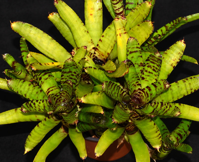 ブロメリア・エアープランツ Neoregelia Sun Fine Tiger Neoregelia Sun Fine Tiger