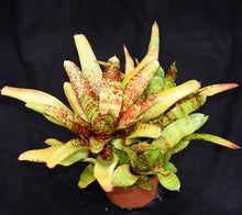 Load image into Gallery viewer, Neoregelia 'Betty Head'