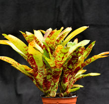 Load image into Gallery viewer, Neoregelia 'Betty Head'