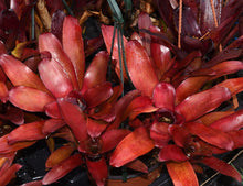 Load image into Gallery viewer, Neoregelia ampullacea x carolinae