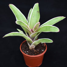 Load image into Gallery viewer, Neoregelia 'Morado'
