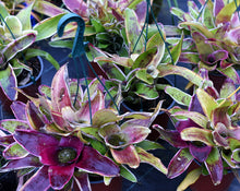 Load image into Gallery viewer, Neoregelia 'Morado'