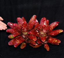 Load image into Gallery viewer, Neoregelia 'Walking Tall'