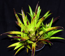 Load image into Gallery viewer, Aechmea 'Bluetooth'