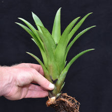 Load image into Gallery viewer, Aechmea 'Bluetooth'