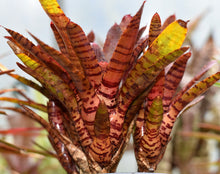 Load image into Gallery viewer, Neoregelia 'Hannibal Lecter' x punctatissima Rubra