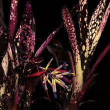 Load image into Gallery viewer, Billbergia 'Neon Comfort'