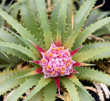 Load image into Gallery viewer, Ochagavia litoralis