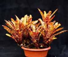 Load image into Gallery viewer, Neoregelia 'Hanibal Lecter' x punctatissima x tigrina