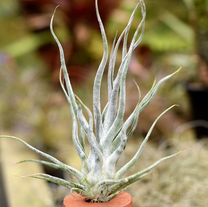 Tillandsia ehlersiana