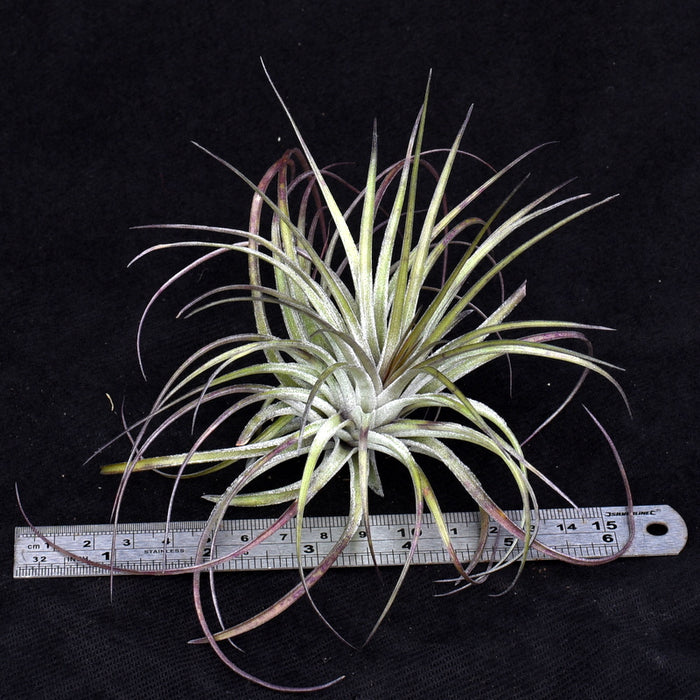 Tillandsia stricta purple, soft leaved form. Only two available.