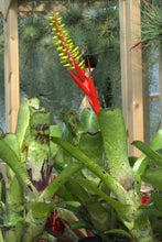 Load image into Gallery viewer, Aechmea nudicaulis