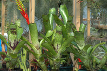 Load image into Gallery viewer, Aechmea nudicaulis