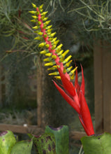 Load image into Gallery viewer, Aechmea nudicaulis