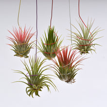 Load image into Gallery viewer, Tillandsia ionantha on colored wire - Andy's Air Plants