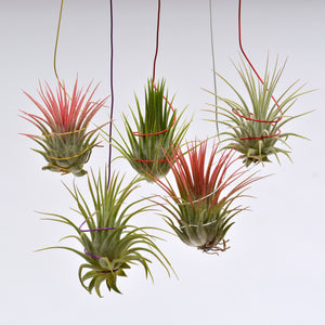 Tillandsia ionantha on colored wire - Andy's Air Plants