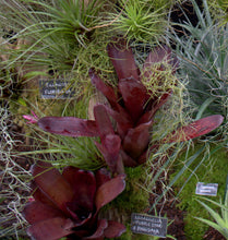 Load image into Gallery viewer, Neoregelia dungsiana x 'Purple Star'