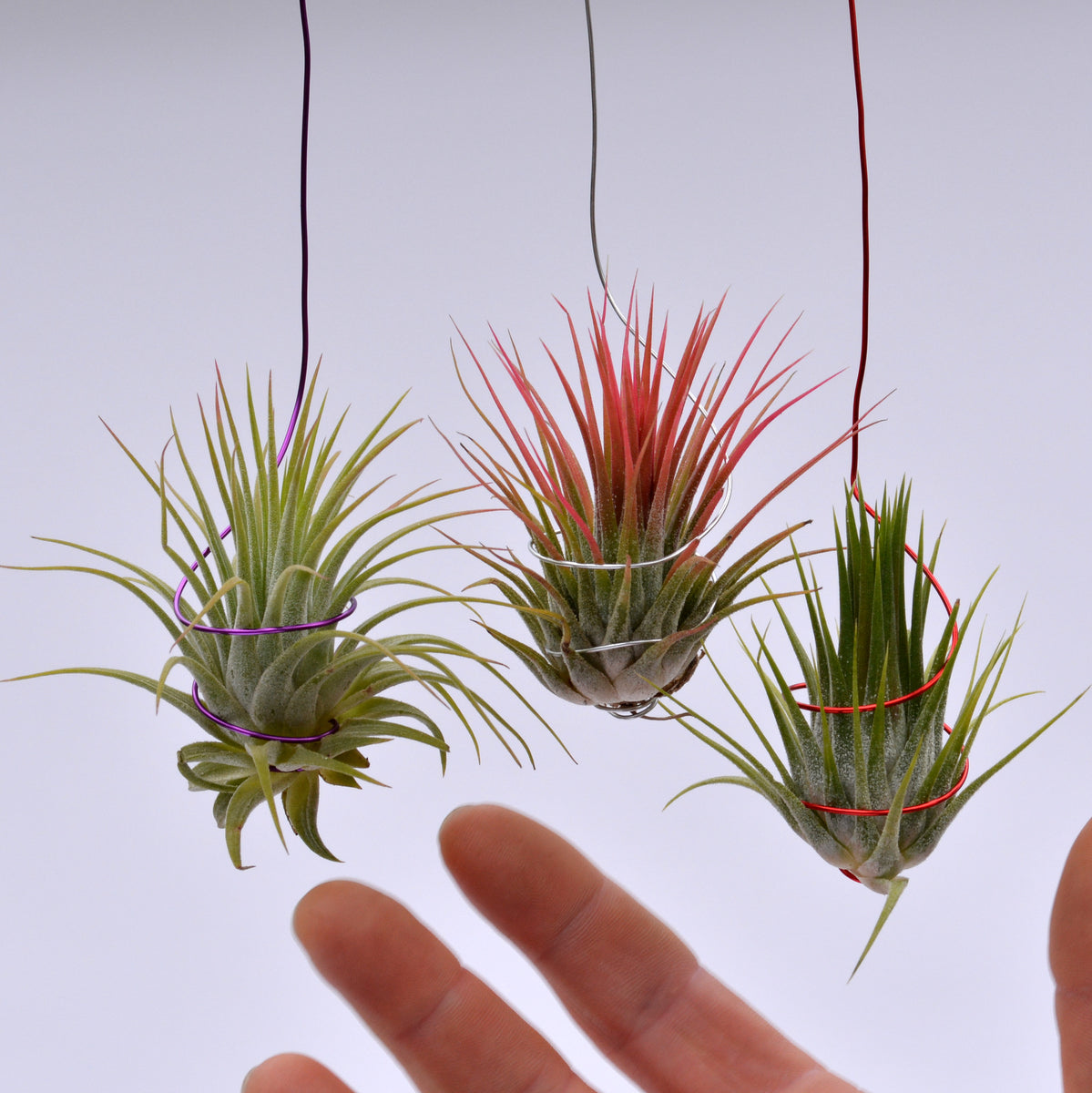 Size, Pot 15cm Large, Hang Ionantha Tillandsia (ＴＩ)速達発送 Ball  Ionantha Tillandsia 15cm Airplant Tall, ブロメリア・エアープランツ