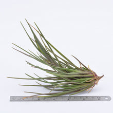 Load image into Gallery viewer, Tillandsia albertiana - Andy&#39;s Air Plants