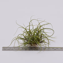 Load image into Gallery viewer, Tillandsia butzii - Andy&#39;s Air Plants