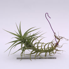 Load image into Gallery viewer, Tillandsia bergeri - Andy&#39;s Air Plants