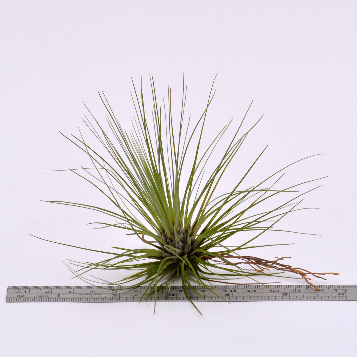 Tillandsia filifolia