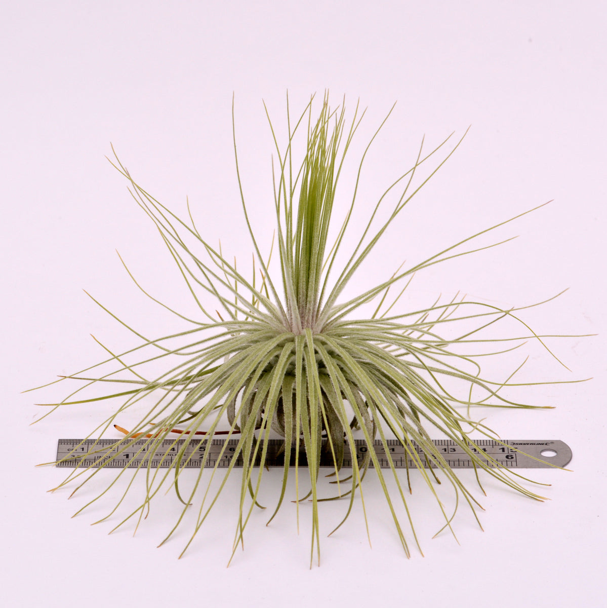 magnusiana air plant Tillandsia magnusiana