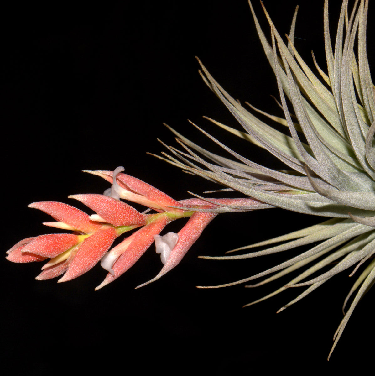 recurvifolia air plant Tillandsia recurvifolia var. subsecundifolia