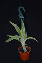 Load image into Gallery viewer, Billbergia 'Fosters Striate' - Andy's Air Plants