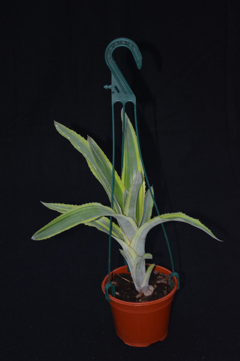 ブロメリア・エアープランツ Billbergia Fosteriana Billbergia Fosteriana ブロメリア・エアープランツ Billbergia