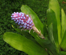 Load image into Gallery viewer, Aechmea cylindrata - Andy's Air Plants