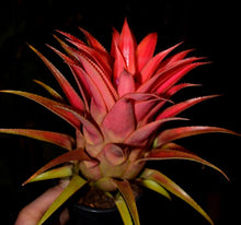 Load image into Gallery viewer, Aechmea recurvata - Andy's Air Plants