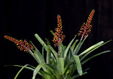 Load image into Gallery viewer, Aechmea winkleri