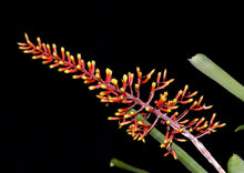 Load image into Gallery viewer, Aechmea winkleri