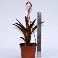 Load image into Gallery viewer, Neoregelia 'Hannibal Lecter' x punctatissima Rubra
