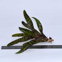 Load image into Gallery viewer, Neoregelia 'Hanibal Lecter' x punctatissima x tigrina