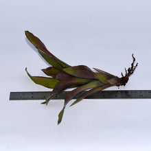 Load image into Gallery viewer, Neoregelia dungsiana x 'Purple Star'