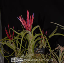 Load image into Gallery viewer, Tillandsia caput-medusae Mounted on drift wood - Andy&#39;s Air Plants