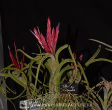 Load image into Gallery viewer, Tillandsia caput-medusae Mounted on drift wood - Andy's Air Plants
