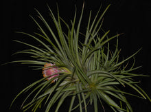 Load image into Gallery viewer, Ochagavia carnea - Andy's Air Plants