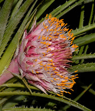 Load image into Gallery viewer, Ochagavia carnea - Andy's Air Plants